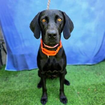 QUEEN -  German Shorthaired Pointer and Mixed Breed Dog for Adoption in Long Beach, California - QUEEN | PetCurious