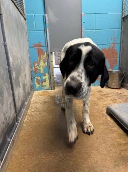 Mixed Breed Dogs Available for Adoption - Big Boy | PetCurious