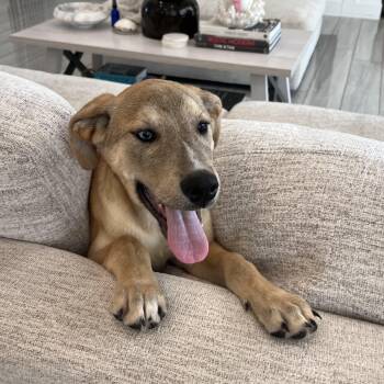 Carolina Dog and Black Mouth Cur Dogs Available for Adoption - JACOBY | PetCurious