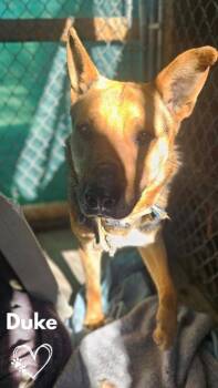Duke -  German Shepherd Dog Dog Available for Adoption in Monte Vista, Colorado - Duke | PetCurious