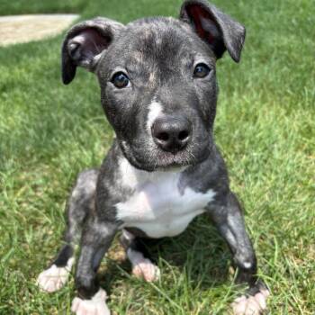 Aberforth -  Mixed Breed Dog for Adoption in Fredericksburg, Virginia - Aberforth | PetCurious