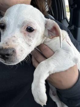 TROY -  Chihuahua and Mixed Breed Dog for Adoption in Salinas, California - TROY | PetCurious