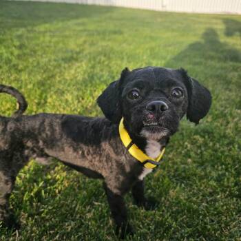 Bets -  Shih Tzu Dog for Adoption in Cedar Rapids, Iowa - Bets | PetCurious