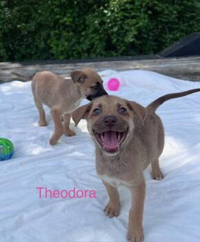 Australian Shepherd Dogs Available for Adoption in Newport, Kentucky - Theodora | PetCurious