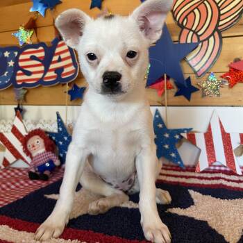 Liberty -  Boston Terrier and Jack Russell Terrier Dog for Adoption in Vacaville, California - Liberty | PetCurious