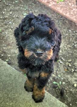 Frankie -  Bernedoodle Dog for Adoption in Liberty Center, Ohio - Frankie | PetCurious