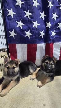 Lily 7617 -  German Shepherd Dog Dog for Adoption in Centreville, Virginia - Lily 7617 | PetCurious