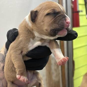 Shepherd and Labrador Retriever Dogs Available for Adoption in Austin, Texas - Scorpio | PetCurious