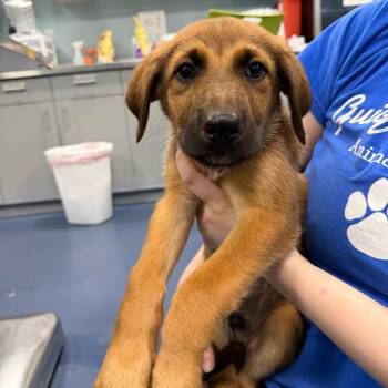 Thurston Howell -  Mixed Breed Dog for Adoption in Greensboro, North Carolina - Thurston Howell | PetCurious