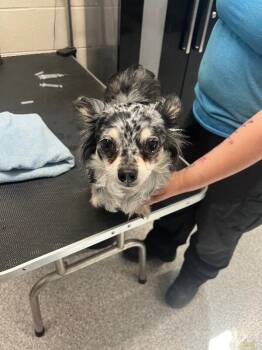 Chihuahua Dogs Available for Adoption in Georgetown, Ohio - Bugsy | PetCurious