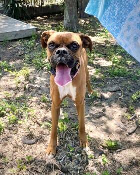 Boxer Dogs Available for Adoption in Monticello, New York - Millie TX | PetCurious