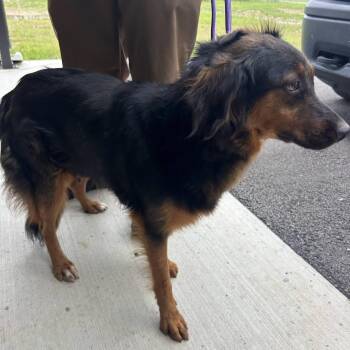Elfie -  Australian Shepherd and Mixed Breed Dog for Adoption in Verona, New Jersey - Elfie | PetCurious