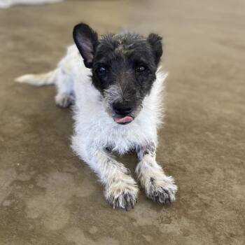 Lilah -  Terrier and Schnauzer Dog for Adoption in Escondido, California - Lilah | PetCurious