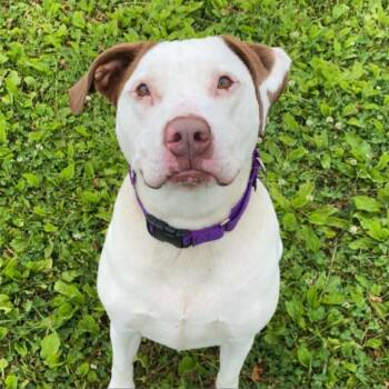 Ruby -  Mixed Breed Dog for Adoption in Saratoga Springs, New York - Ruby | PetCurious