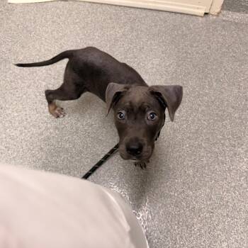 Bubba -  Pit Bull Terrier Dog for Adoption in Batavia, Ohio - Bubba | PetCurious