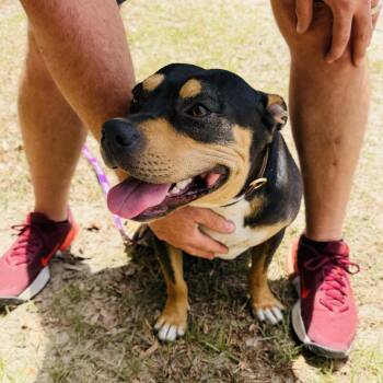 Mixed Breed and American Staffordshire Terrier Dogs Available for Adoption in Williston, Florida - Princess Now Shaquita | PetCurious