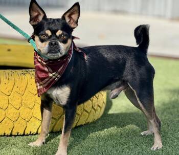 Rescue Chihuahua and Pug Dogs for Adoption in Hondo, Texas - Beetle-Looks Like A Gremlin, Acts Like A Cuddle Bug | PetCurious