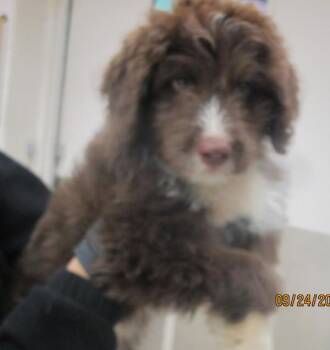 (503) -  Bernese Mountain Dog and Poodle Dog for Adoption in Marietta, Georgia - (503) | PetCurious