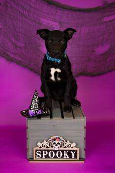 Rescue Pit Bull Terrier Dogs for Adoption in Brighton, Colorado - 931-25 | PetCurious