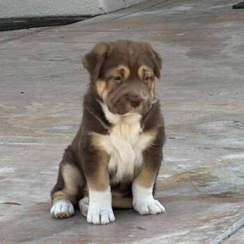 Labrador Retriever and Shepherd Dogs Available for Adoption in San Diego, California - Shasta Pup - Karuk - Adopted! | PetCurious