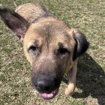 German Shepherd Dog Dogs Available for Adoption - Keisha | PetCurious