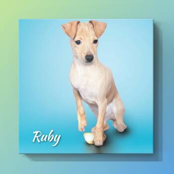 Ruby -  Chihuahua Dog for Adoption in Fredericksburg, Virginia - Ruby | PetCurious