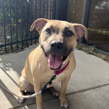 Pit Bull Terrier Dogs Available for Adoption in Columbia, South Carolina - Naomi Wildman | PetCurious