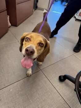 C.J. -  Beagle Dog for Adoption in Rancho Cucamonga, California - C.J. | PetCurious