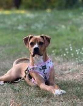 Hazel -  Mixed Breed Dog for Adoption in Potsdam, New York - Hazel | PetCurious