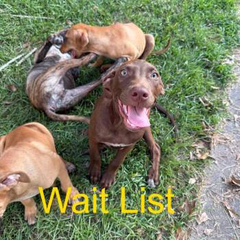 Hershey -  Pit Bull Terrier Dog for Adoption in Livingston, Texas - Hershey | PetCurious