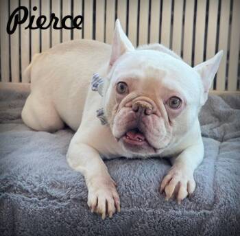 Rescue French Bulldog Dogs for Adoption in Anaheim, California - Pierce | PetCurious