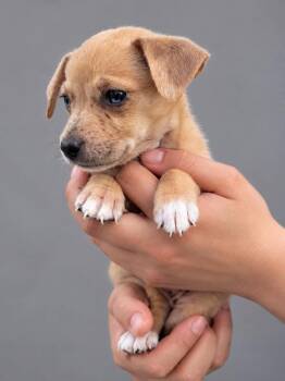 Princess -  Terrier and Dachshund Dog for Adoption in Lucas, Texas - Princess | PetCurious