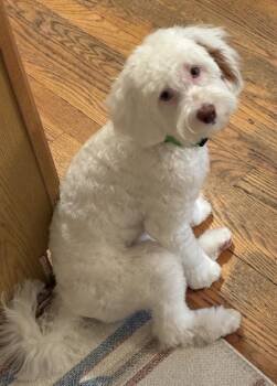 Spaniel and Cavalier King Charles Spaniel Dogs Available for Adoption - Sully | PetCurious