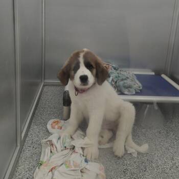 Jasper -  Mixed Breed Dog for Adoption in Mentor, Ohio - Jasper | PetCurious