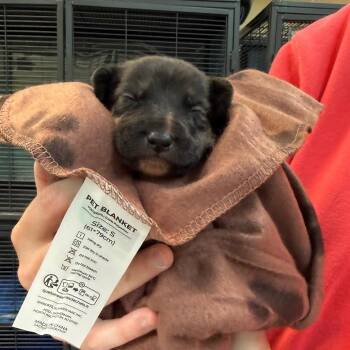 Koa -  Hound Dog for Adoption in Lynchburg, Virginia - Koa | PetCurious