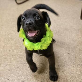 Labrador Retriever and Beagle Dogs Available for Adoption in Valparaiso, Indiana - Bermuda | PetCurious