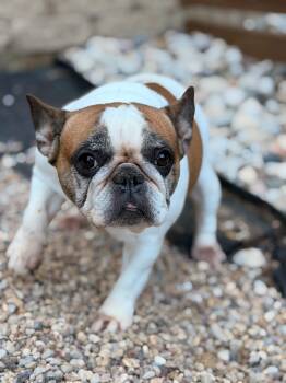 Dotty -  French Bulldog Dog for Adoption in North Freedom, Wisconsin - Dotty | PetCurious