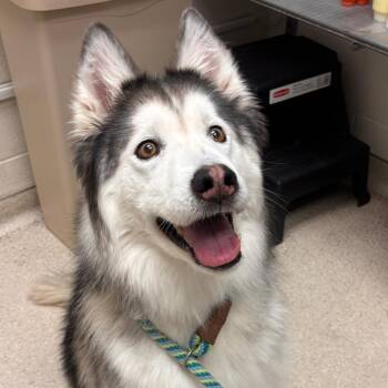Scoob -  Husky Dog for Adoption in Murray, Utah - Scoob | PetCurious