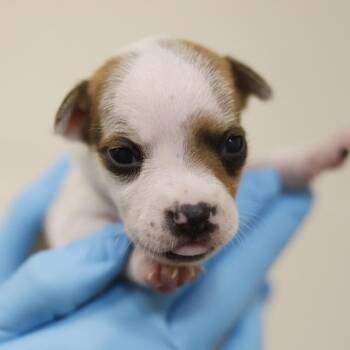 SNOW -  Terrier Dog for Adoption in San Antonio, Texas - SNOW | PetCurious