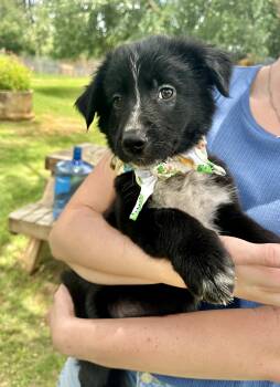 Chewy -  Schnauzer and Black Labrador Retriever Dog for Adoption in Seguin, Texas - Chewy | PetCurious