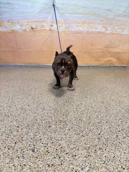 SKYE -  American Bulldog and Mixed Breed Dog for Adoption in Doral, Florida - SKYE | PetCurious
