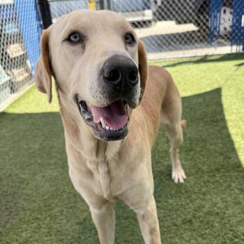 Goldie -  Yellow Labrador Retriever Dog for Adoption in Hawthorne, California - Goldie | PetCurious