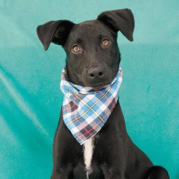 JORGINA -  Dachshund and Mixed Breed Dog for Adoption in Richmond, California - JORGINA | PetCurious