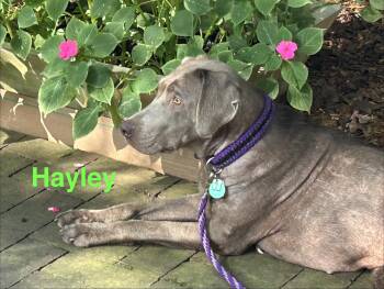 Hayley -  Weimaraner Dog for Adoption in Marietta, Georgia - Hayley | PetCurious