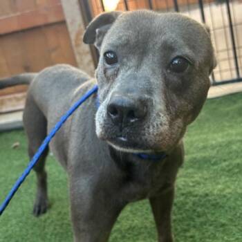 Sweet Pea -  American Staffordshire Terrier Dog for Adoption in Huntington, New York - Sweet Pea | PetCurious