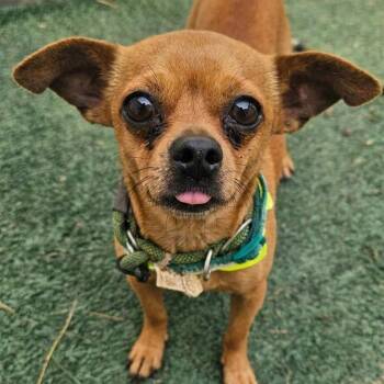 CHI CHI -  Chihuahua Dog for Adoption in Plainfield, Illinois - CHI CHI | PetCurious