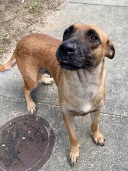 Micah -  Mixed Breed Dog for Adoption in New Orleans, Louisiana - Micah | PetCurious
