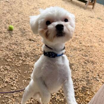 Maltese and Miniature Poodle Dogs Available for Adoption in Newark, New Jersey - Giuseppe | PetCurious
