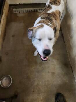 Mixed Breed Dogs Available for Adoption - Charlie | PetCurious