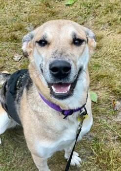 Lady- IN FOSTER -  Shepherd and Catahoula Leopard Dog Dog for Adoption in Stanwood, Washington - Lady- IN FOSTER | PetCurious